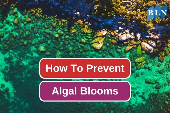 8 Things To Prevent Algal Blooms